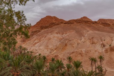 Palmiye ormanının manzarası kayalık kumlu çölde küçük bir vaha oluşturuyor..