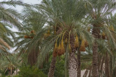 Tomurcukları birbiri üzerine dizilmiş uzun boylu hurma ağaçları yetiştirdik..