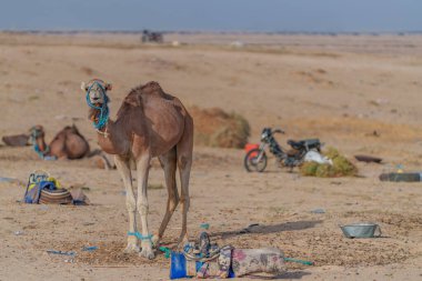 Develer korkunç koşullarda ve çöle hapsedilmişler.