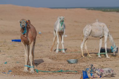 Develer korkunç koşullarda ve çöle hapsedilmişler.