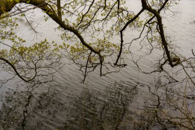 Birkaç yaprak sarkıyor ve durgun suyun hemen üstünde asılı düzensiz dallar..