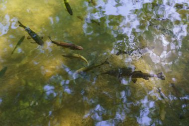 Yoğun bir ormanda akan sayısız ve uçsuz bucaksız nehirlerin güzel manzarası.