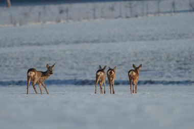 Küçük bir grup yavru geyik karlı bir çayırda yürürken yiyecek arıyor..