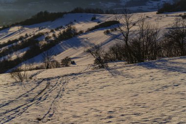 Sabahın erken saatlerinde karla kaplı tarlalar ve çayırlar ağaçlarla kesişiyor.
