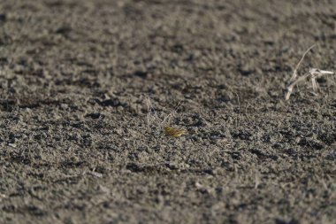 Küçük bir Bunting tarlada oturup yiyecek arıyor.