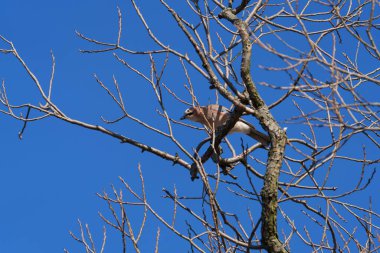 Güzel bir Jay, mavi gökyüzüne karşı bir ağacın dalları arasında saklanıyor.