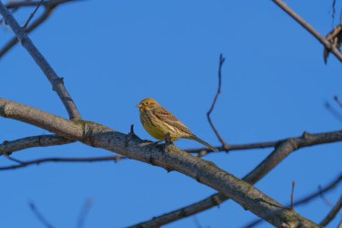 Ağaç dallarının arasında küçük sarı bir kiraz kuşu saklı.