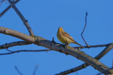 Ağaç dallarının arasında küçük sarı bir kiraz kuşu saklı.