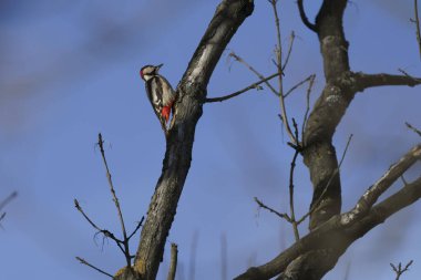 Güzel Büyük Benekli Ağaçkakan bir ağacın dalları arasında yiyecek arıyor.