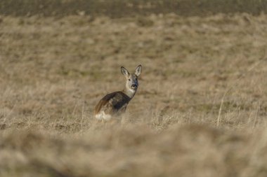 Uzun otların arasında yiyecek arayan küçük, yalnız bir geyik.