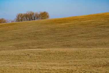 Arka planda ağaçlar ve gökyüzü olan yamaçlı çayırlık ilkbahar aylarında uyanıyor.