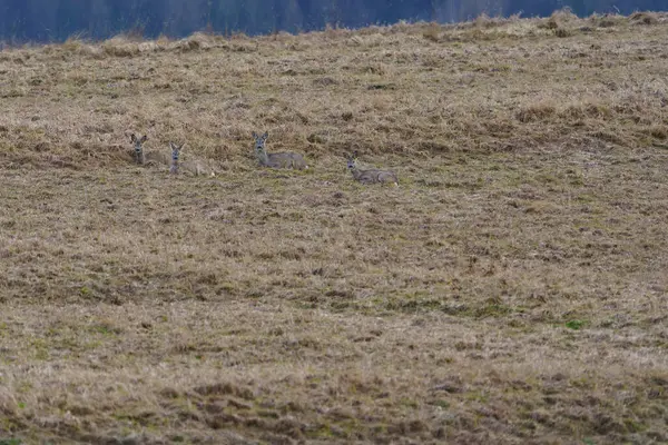 Bir grup genç geyik ilkbahar otlağının çimlerinde dinleniyor.