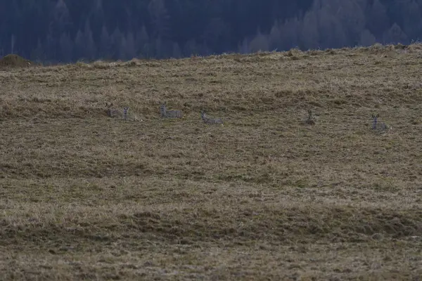 Bir grup genç geyik ilkbahar otlağının çimlerinde dinleniyor.