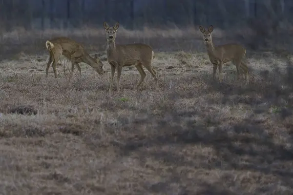 Küçük bir grup yavru geyik ilkbahar otlarının ve çalıların arkasına saklanıp yiyecek arıyorlar..