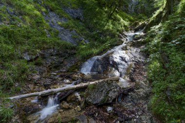 Slovakya 'nın Mala Fatra kentindeki kayalık bir orman vadisinde küçük bir şelale ve dereye uzun süre maruz kalmış..