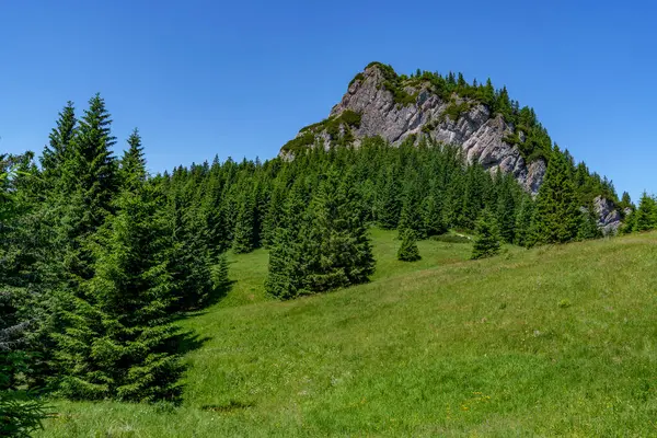 Slovakya 'nın Mala Fatra dağlarında çayır, mavi gökyüzü ve kozalaklı ağaçlarla açık alan..