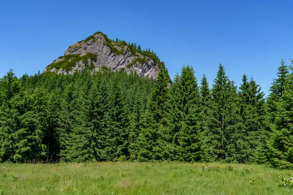 Slovakya 'nın Mala Fatra dağlarında çayır, mavi gökyüzü ve kozalaklı ağaçlarla açık alan..