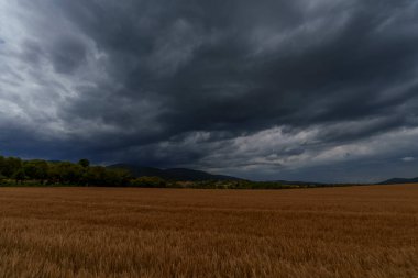 Altın buğday tarlaları ve uzak tepeler üzerinde fırtına bulutları