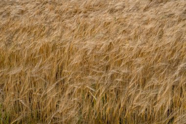 Yumuşak eğimli kulakları olan, dokuyu ve doğal ışığı gösteren altın buğdaydan bir çerçeve..