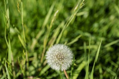 Beyaz bir karahindiba tohumu kafasının yakın plan görüntüsü yumuşak, bulanık yeşil bir çimene karşı duruyor..