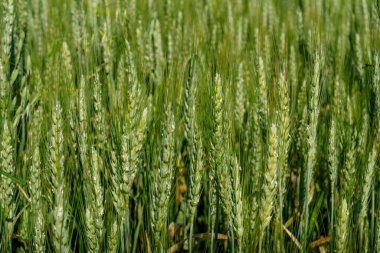 Olgunlaşmamış tahıl kulakları ile yeşil bir çavdar tarlasına yakın plan, tüm çerçeveyi doğal dokularla kaplıyor..