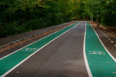A curving green bicycle path with white lines follows the road through a dense, leafy forest with autumn leaves scattered over the pavement.