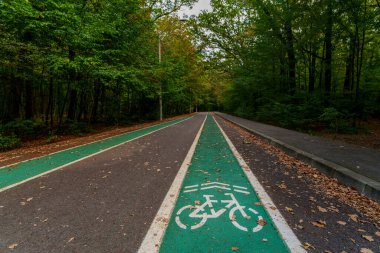 Two parallel green-painted cycling lanes run through a forest, flanked by fallen autumn leaves and surrounded by lush trees.