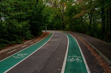 A curving green bicycle path with white lines follows the road through a dense, leafy forest with autumn leaves scattered over the pavement.