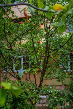 A leafy apple tree with visible red fruits stands close to the facade of an apartment block, its branches creating a lush green screen.