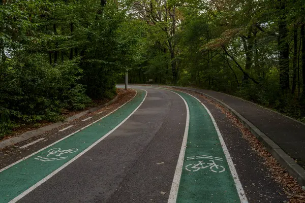 A curving green bicycle path with white lines follows the road through a dense, leafy forest with autumn leaves scattered over the pavement.