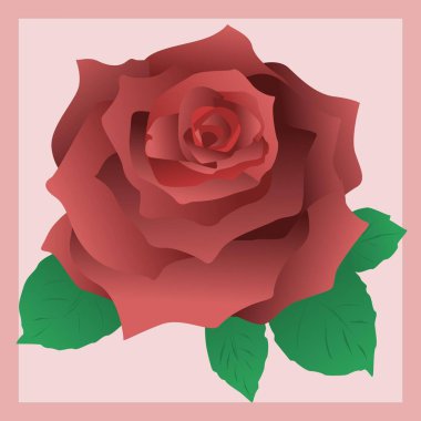 illustration of blooming rose flower clipart