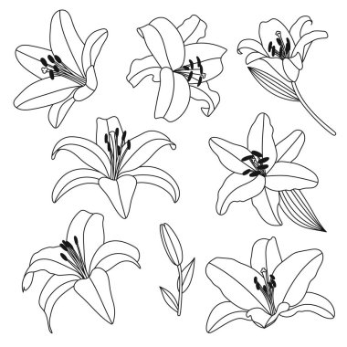 Zambak çiçekleri koleksiyonu. Doğrusal resimleme