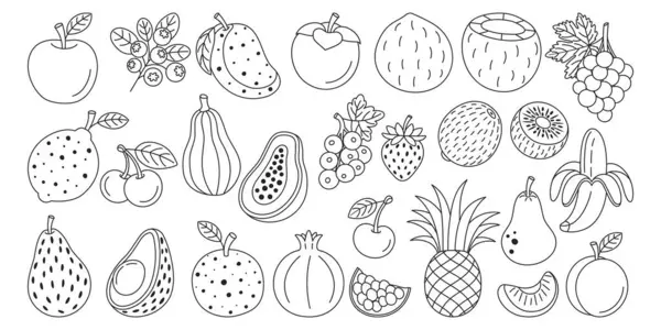 Conjunto Varias Frutas Bayas Estilo Arte Línea Dibujado Mano Vector De Stock
