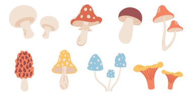 Beyaz arkaplanda mantar kümesi, vektör illüstrasyonu