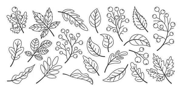 stock vector Set of hand drawn fallen autumn leaves, line art style