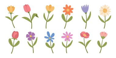 Beyaz arka planda bahar çiçekleri.