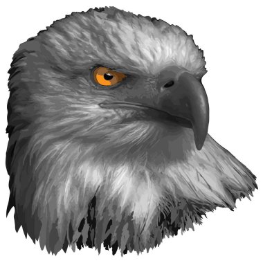 kartal başı illüstrasyonu