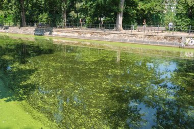 Kreuzberg, Berlin 'deki Landwehr Kanalı' nda mavi-yeşil bir alg halısı.