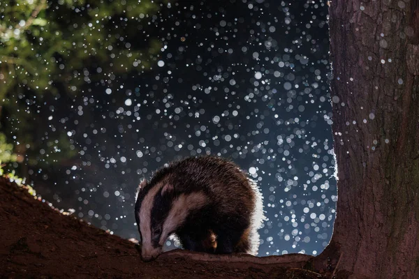 A badger comes out to forage as it begins to snow in the Brecon Beacons National Park, Brecon Beacons, United Kingdom, 8th March 2023