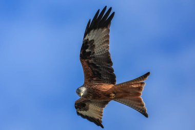 Muddy Boots Cafe, Harewood, Leeds, Birleşik Krallık 'ta 27 Mart 2023' te beslenirken kırmızı uçurtmalar gökyüzünde süzülür.