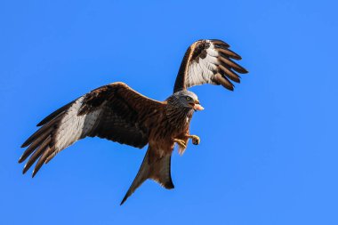 Muddy Boots Cafe, Harewood, Leeds, Birleşik Krallık 'ta 27 Mart 2023' te beslenirken kırmızı uçurtmalar gökyüzünde süzülür.