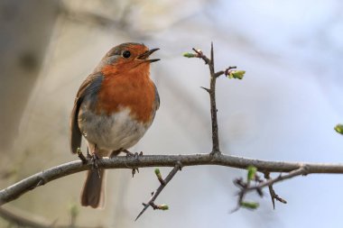 Hawthorne şubesinden bir Robin Muddy Boots Cafe 'de güneşli bir bahar sabahı şarkı söylüyor. Harewood, Leeds, Birleşik Krallık, 27 Mart 202