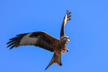 Muddy Boots Cafe, Harewood, Leeds, Birleşik Krallık 'ta 27 Mart 2023' te beslenirken kırmızı uçurtmalar gökyüzünde süzülür.