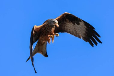 Muddy Boots Cafe, Harewood, Leeds, Birleşik Krallık 'ta 27 Mart 2023' te beslenirken kırmızı uçurtmalar gökyüzünde süzülür.