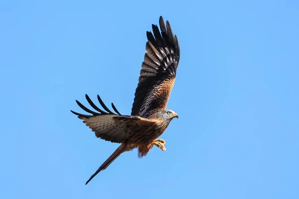 Red Kites Soar Sky Feed Muddy Boots Cafe Harewood Leeds — Stock Photo, Image