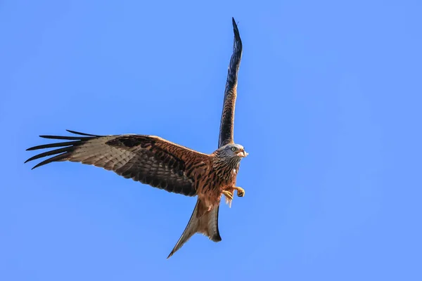Red Kites Zweven Door Lucht Terwijl Zich Voeden Muddy Boots — Stockfoto