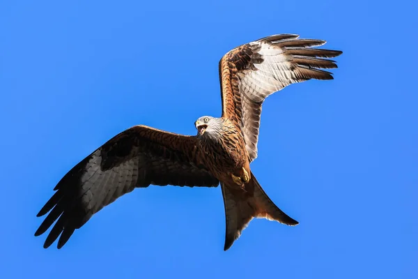 Red Kites Zweven Door Lucht Terwijl Zich Voeden Muddy Boots — Stockfoto