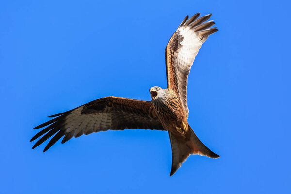 Red Kites soar through the sky as they feed at Muddy Boots Cafe, Harewood, Leeds, United Kingdom, 27th March 2023