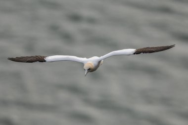 30 Mart 202 'de Bempton Cliffs, Bempton, Bempton, Bridlington, İngiltere' deki RSPB Bempton Cliffs 'teki uçurumların üzerinde bir Gannet yükseliyor.