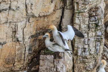 30 Mart 202 'de Bempton Cliffs, Bempton, Bridlington, Birleşik Krallık' taki RSPB Bempton Cliffs 'te çiftleşme ritüeli sırasında üreyen bir çift sümsük kuşu.